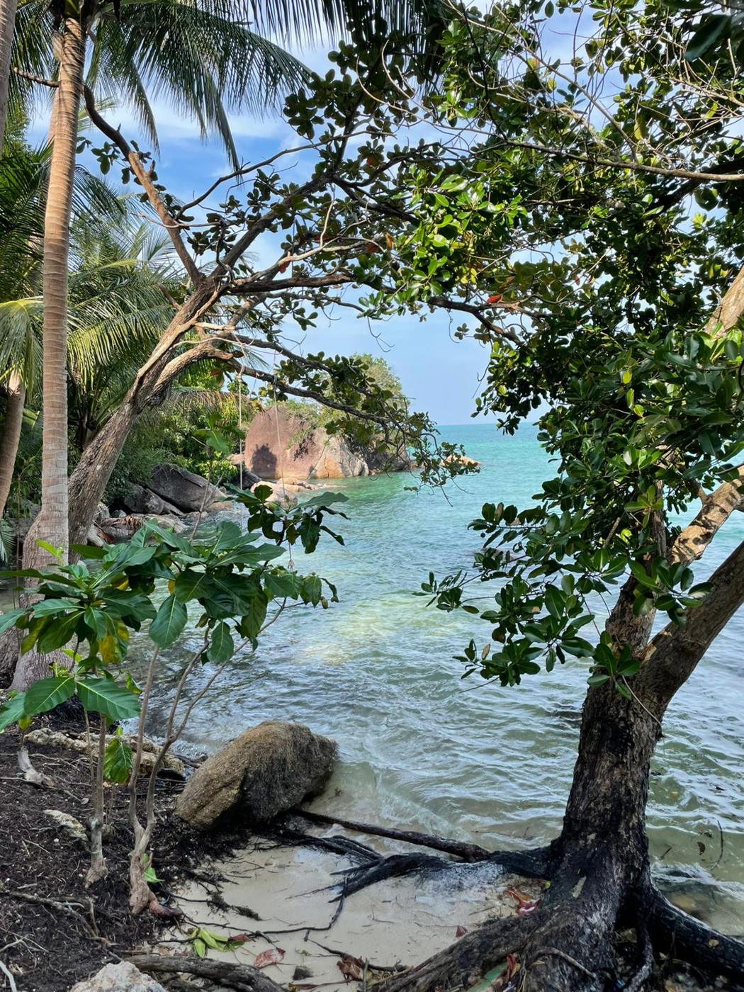 Turquoise cove framed by trees and palms
