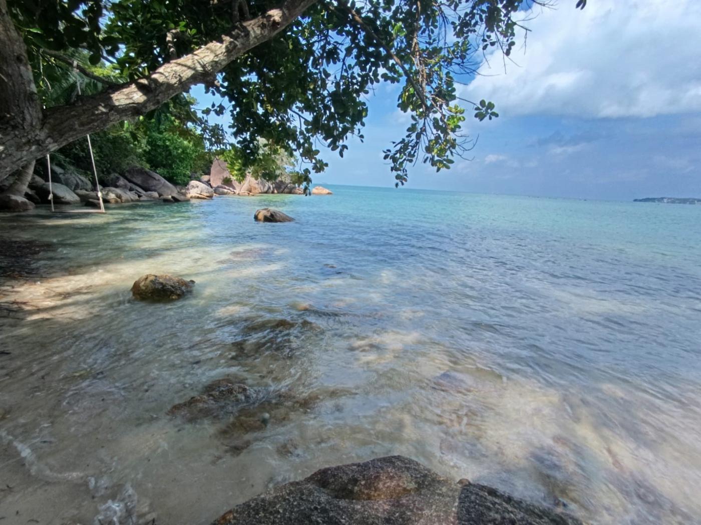 Clear water and a rope swing under a beach tree